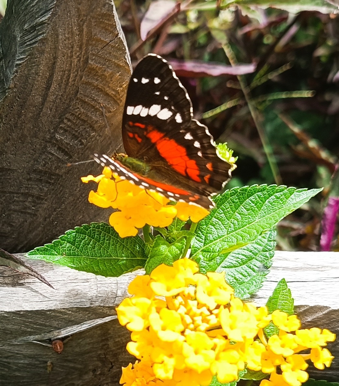 Anartia amathea image