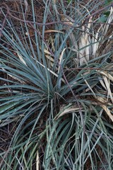 Puya lineata