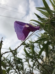 Ruellia simplex