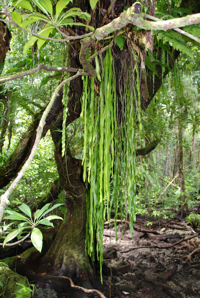 Ophioderma pendulum