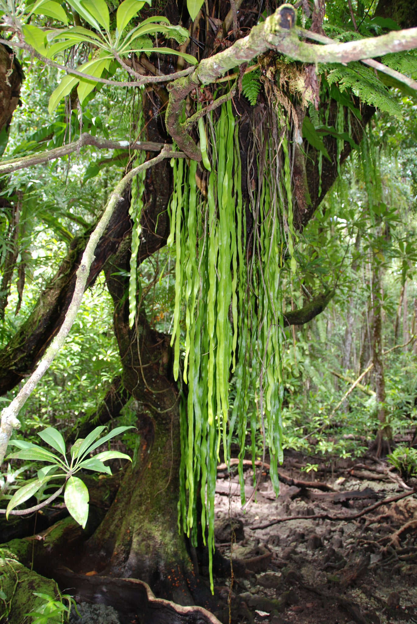 Ophioderma pendulum