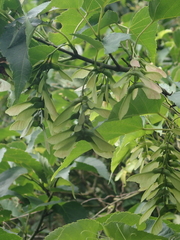 Acer caudatifolium