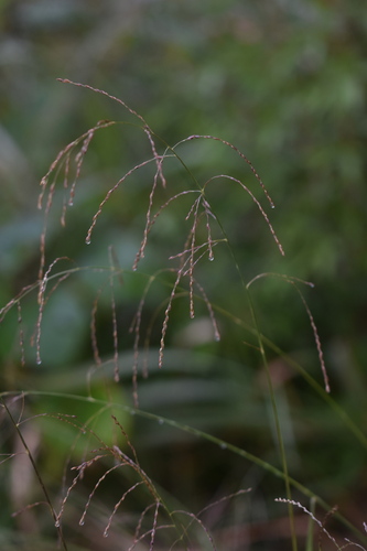 Glyceria leptolepis iNat (3)