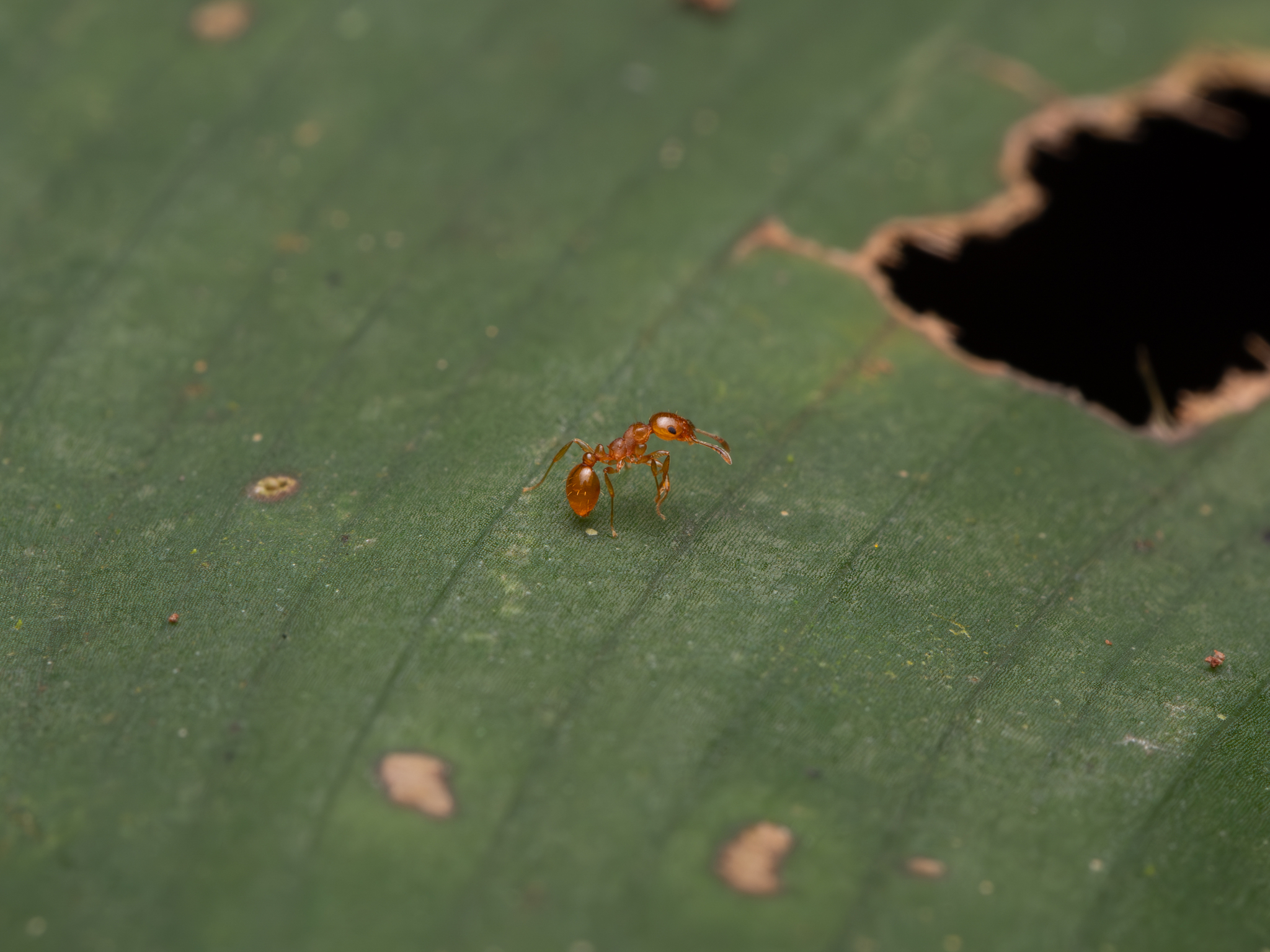 Ochetomyrmex neopolitus