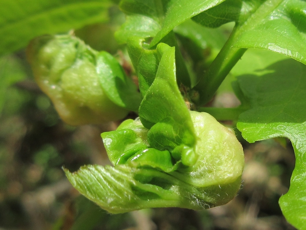 Gall Wasps from 흑성산 on April 18, 2024 by onidiras-iNaturalist. https ...