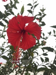 Hibiscus
