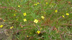 Camissonia strigulosa