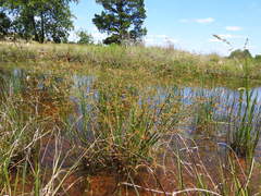 Juncus diffusissimus