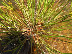 Juncus diffusissimus