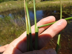 Juncus diffusissimus