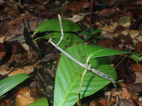 Angela maxima · iNaturalist