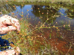 Juncus diffusissimus