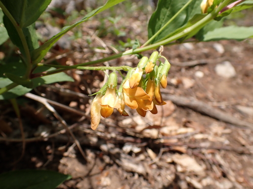 Image of Lathyrus aureus by (c) Skjold Søndergaard, some rights reserved (CC BY)