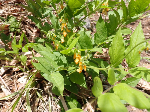Image of Lathyrus aureus by (c) Skjold Søndergaard, some rights reserved (CC BY)