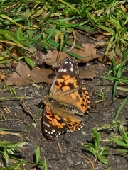 Painted Lady