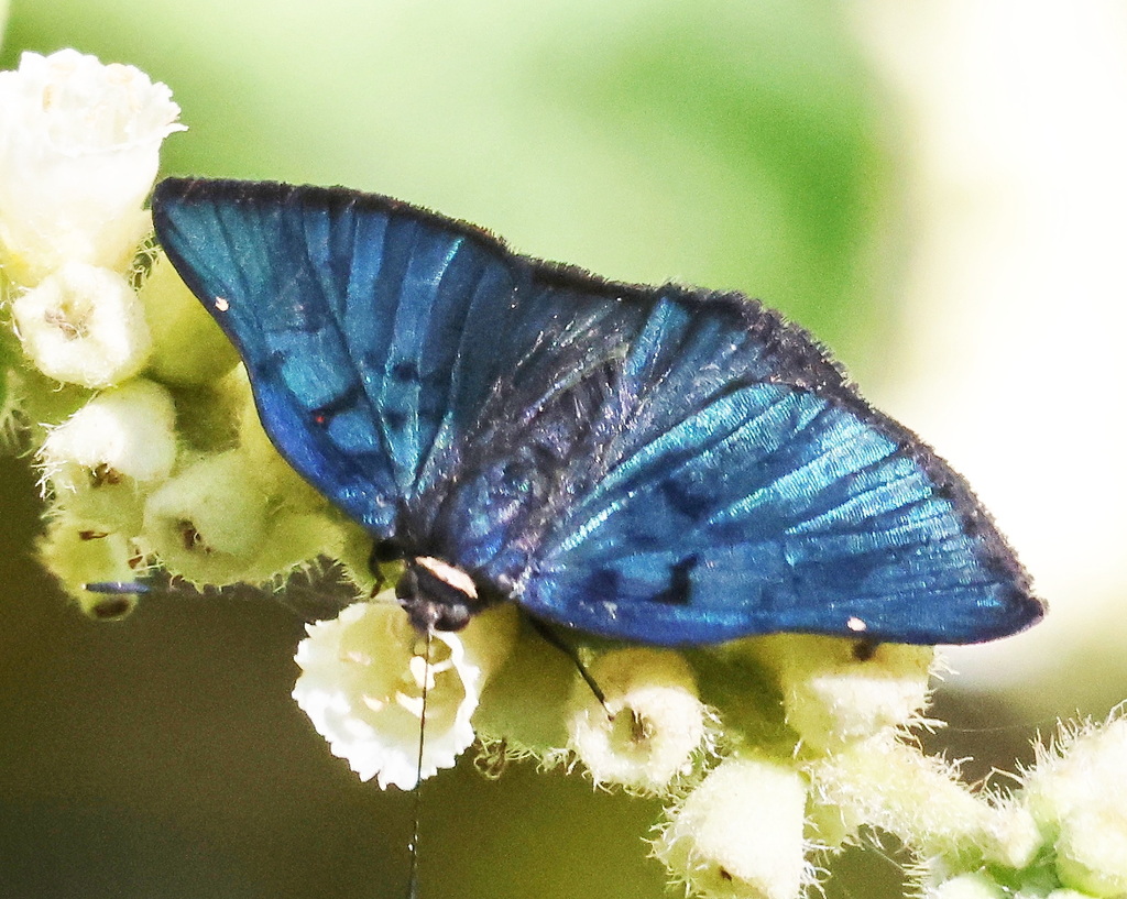 Symmachia probetor championi