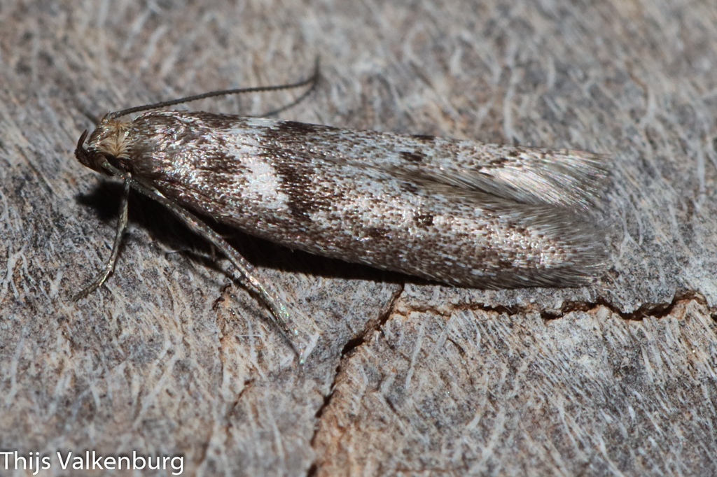 Kasyniana griseosericeella