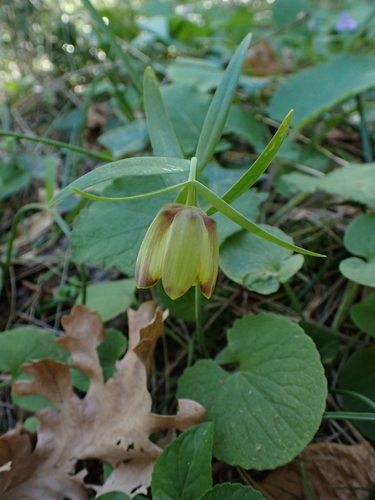 Fritillaria pontica, photograph 3