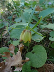 Fritillaria pontica, photograph (c) Skjold Søndergaard, some rights reserved (CC BY)