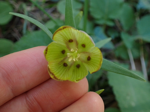 Image of Fritillaria pontica by (c) Skjold Søndergaard, some rights reserved (CC BY)