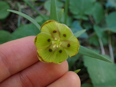 Fritillaria pontica, photograph (c) Skjold Søndergaard, some rights reserved (CC BY)