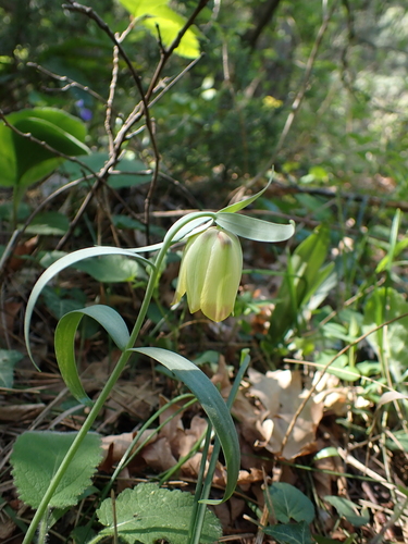 Fritillaria pontica, photograph 5