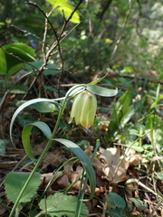 Fritillaria pontica, photograph (c) Skjold Søndergaard, some rights reserved (CC BY)