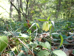 Fritillaria pontica, photograph (c) Skjold Søndergaard, some rights reserved (CC BY)