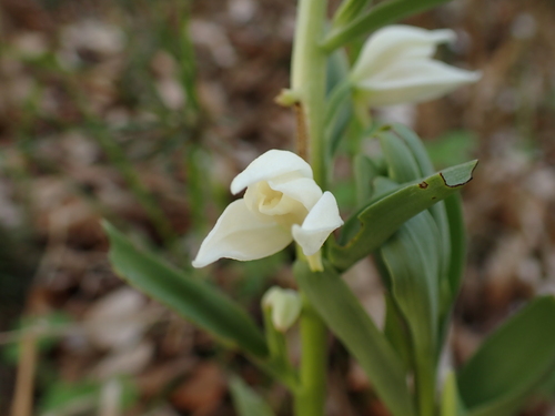 Cephalanthera epipactoides (Cephalanthera epipactoides)