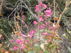 Penstemon pseudospectabilis