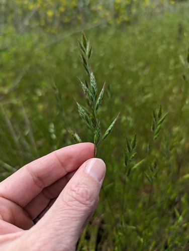 iNaturalist observation photo of common soft brome