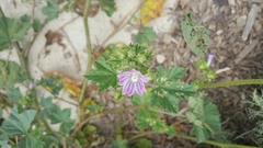 Malva nicaeensis