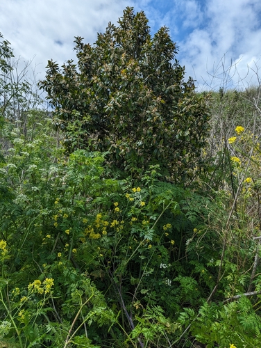 iNaturalist observation photo of Carolina laurelcherry
