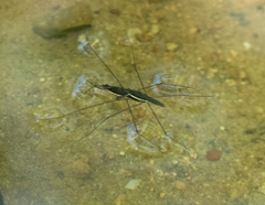 Aquarius conformis