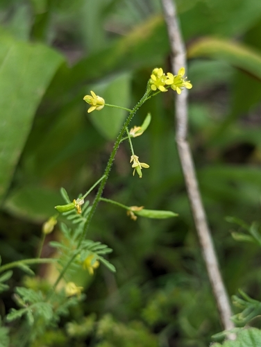 iNaturalist observation photo of Western Tansymustard