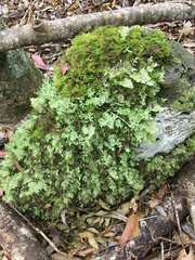 Homaliodendron flabellatum