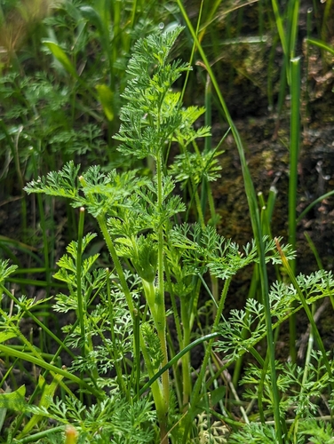 iNaturalist observation photo of American wild carrot