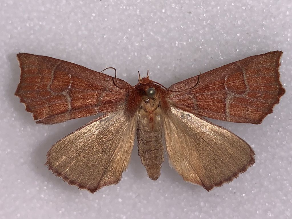 Anomis picta