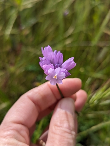 iNaturalist observation photo of blue dicks