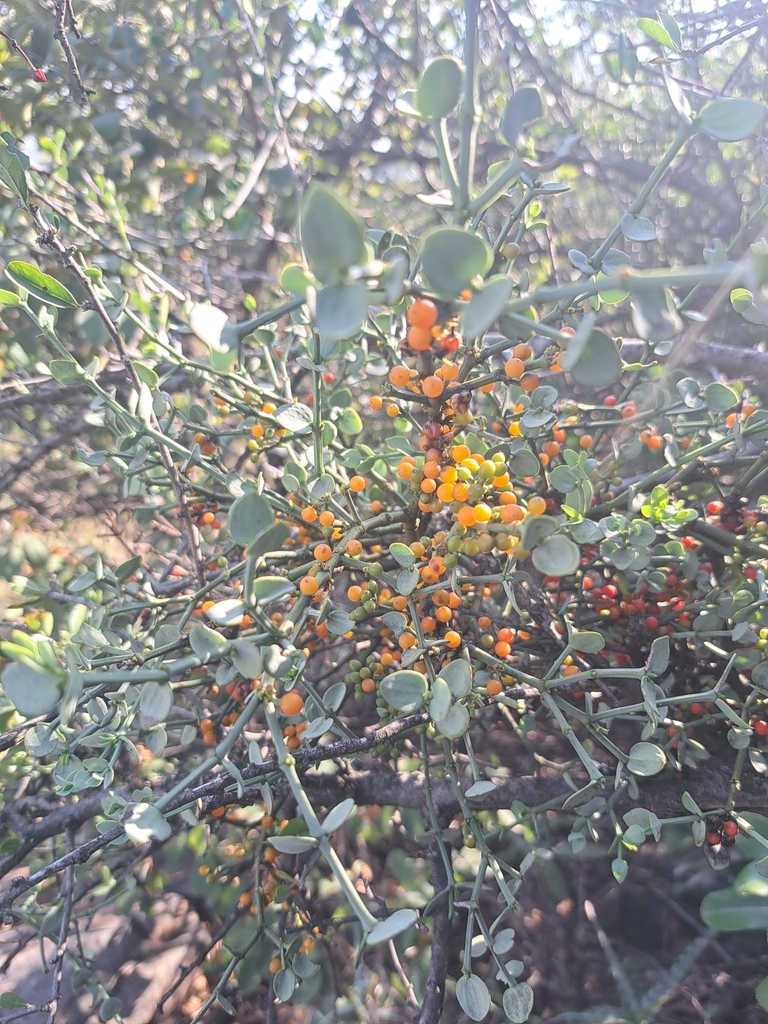 Redberry Mistletoe from Hartbeespoort, 0216, South Africa on April 14 ...