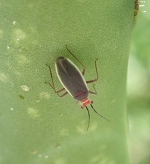 Hesperolabops gelastops