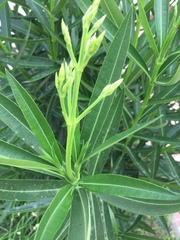 Nerium oleander
