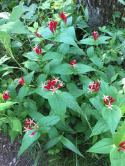Spigelia marilandica