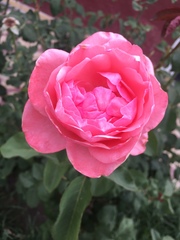Rosa