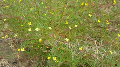 Camissonia strigulosa