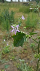 Malva nicaeensis
