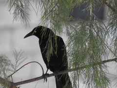 Quiscalus mexicanus