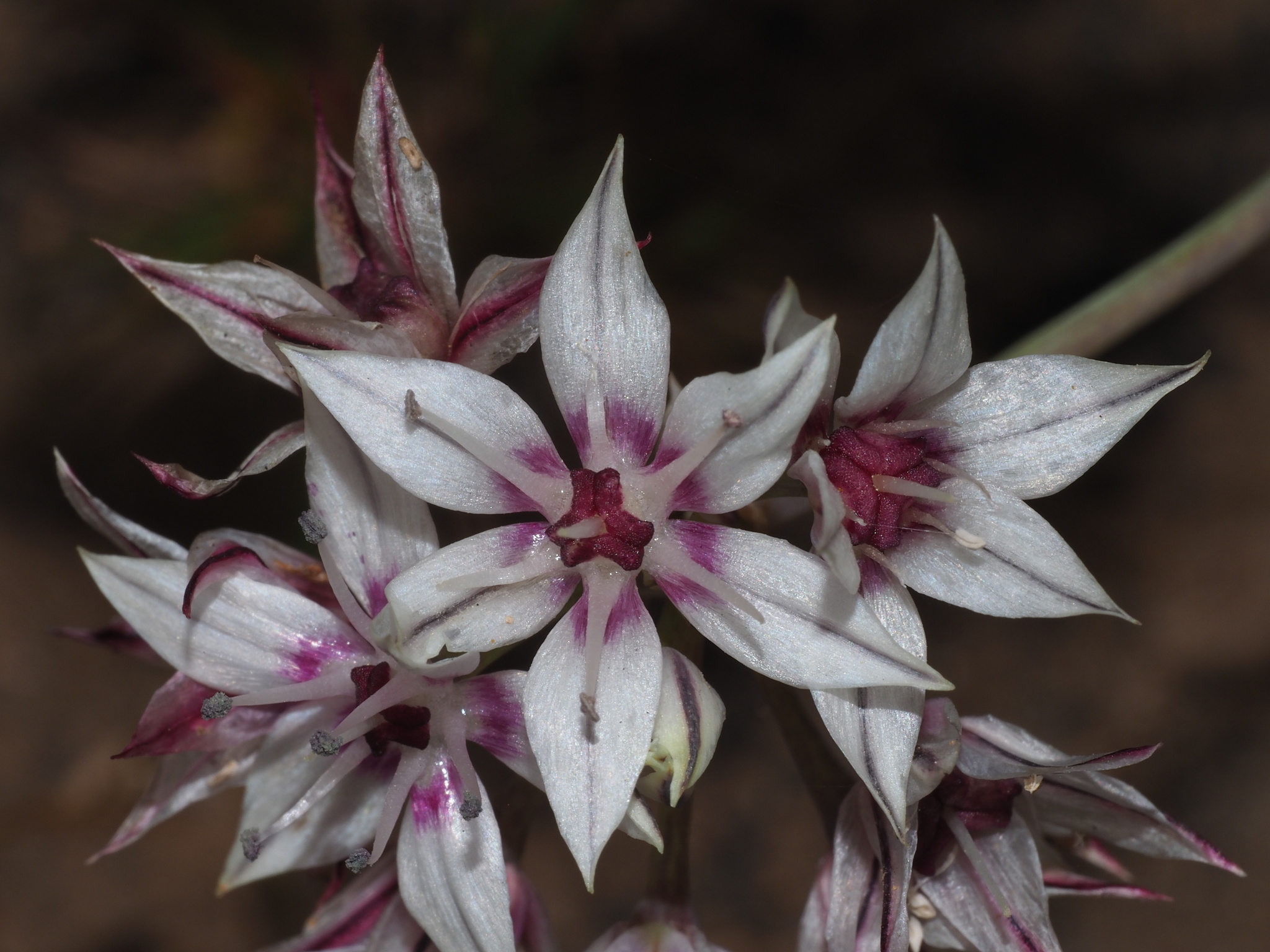 Allium haematochiton