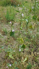Malva nicaeensis