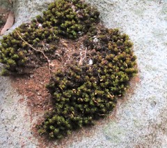 Ptychomitrium crispatum